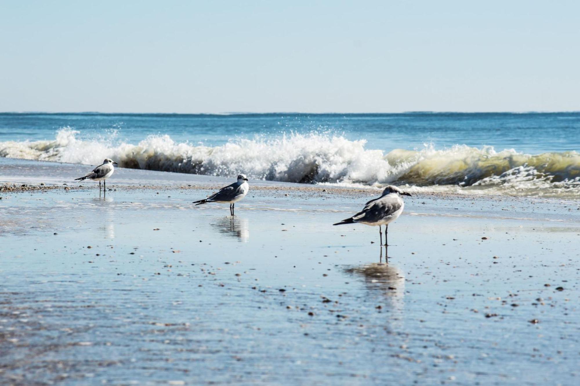 Direct Gulf Views With Deeded Beach Access Gulf Shores Exteriör bild